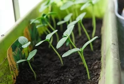 Сколько дней должно быть рассаде (список всех культур), чтобы высаживать ее в грунт, ведь это важнейший этап