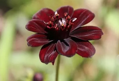 Посадил цветы этого необычного сорта, и аромат шоколада окутал двор, а соседи с завистью принюхиваются