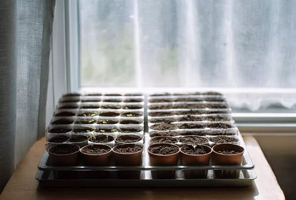 Появилась плесень на поверхности грунта у рассады: что делать