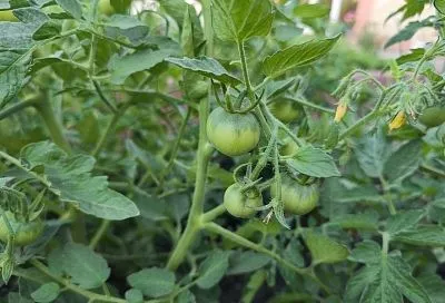 Томаты в июле: месяц, который действительно год кормит