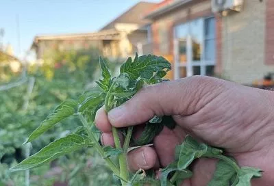 Ущипните меня: что надо сделать в августе, чтобы все томаты успели созреть до заморозков