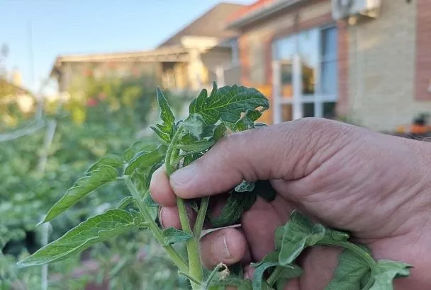 Ущипните меня: что надо сделать в августе, чтобы все томаты успели созреть до заморозков