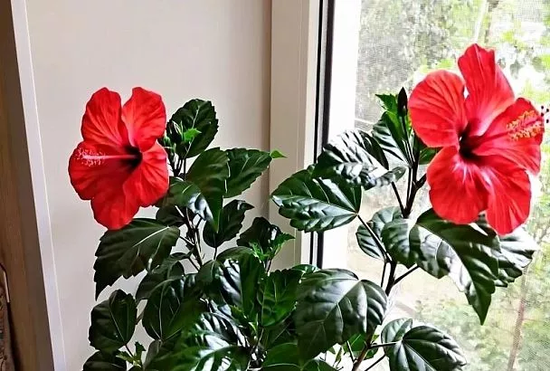 Почему гибискус не цветет? 3 главные ошибки в уходе