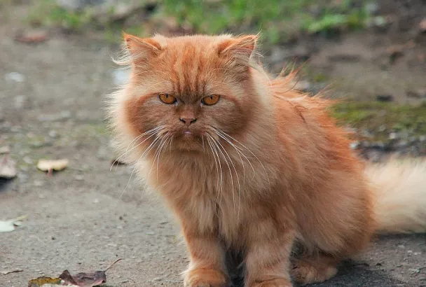 Если кошка обиделась: как понять, что не понравилось питомцу, и извиниться