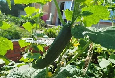 Огурцы не любят кальций: каким растениям противопоказано удобрение из яичной скорлупы