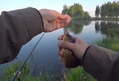 Нерест карася весной 2025: следите за температурой воды и не только