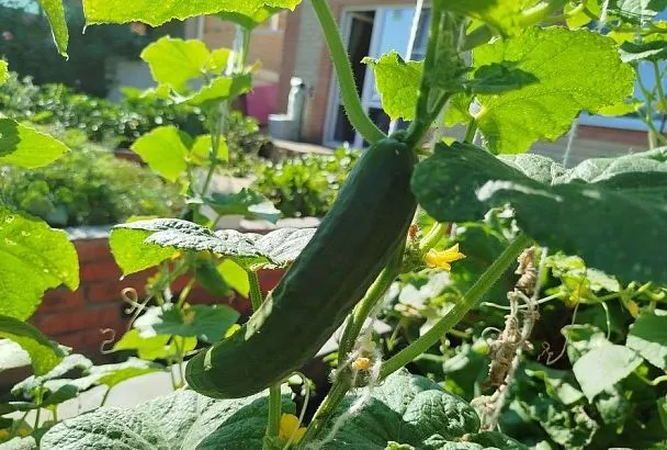 Огурцы не любят кальций: каким растениям противопоказано удобрение из яичной скорлупы