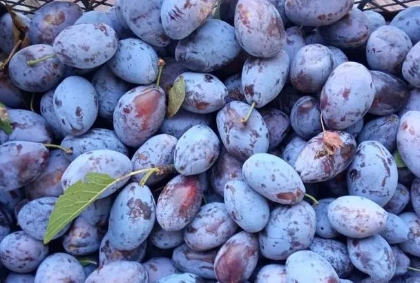 Зефир со сливой и грецким орехом: десерт, который порадует и взрослых, и детей