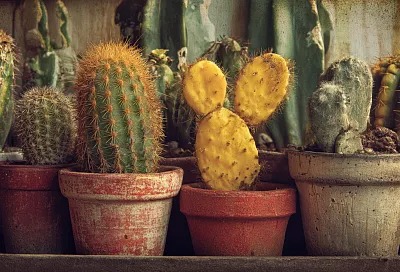 Почему ваш кактус желтеет и как его спасти