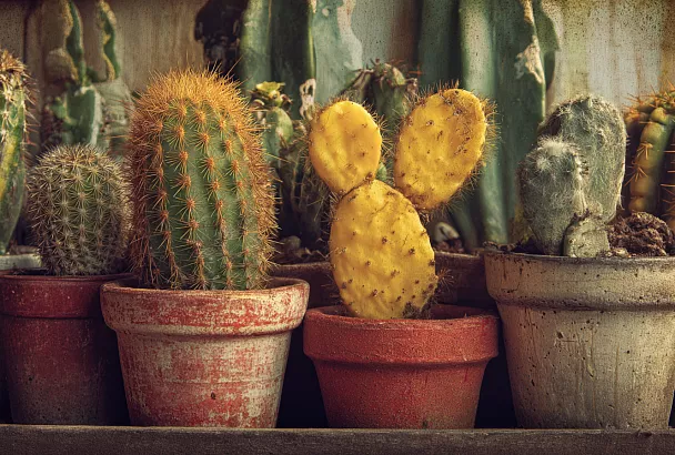Почему ваш кактус желтеет и как его спасти