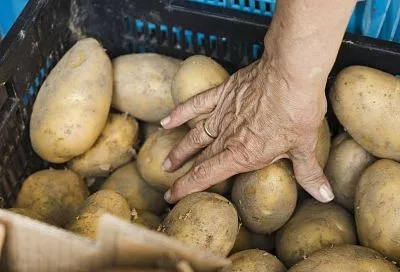 Раньше картошку выбрасывал мешками из‑за гнили. Теперь хранится до весны — как выявить и остановить скрытую заразу