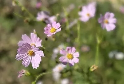 Красота – это просто: топ-5 самых неприхотливых однолетних цветов для весенней посадки