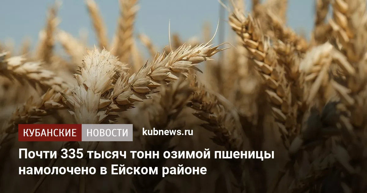 Почти 335 тысяч тонн озимой пшеницы намолочено в Ейском районе