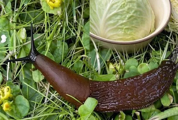 Мульчирую грядки шелухой подсолнечника от слизней — больше не суются, листья чистые