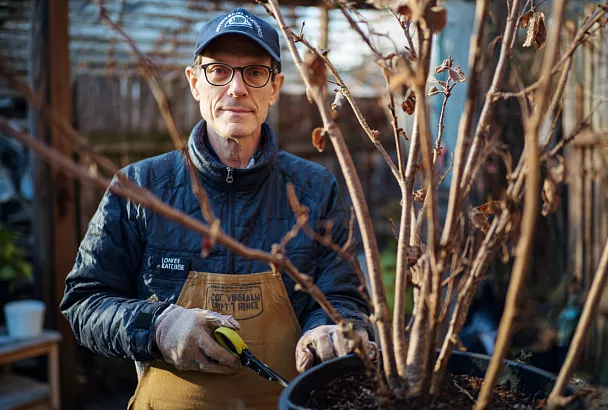 Бесплатные фиговые деревья: как размножить инжир черенками