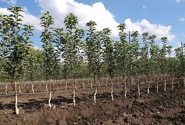 Колонновидные яблони: идеальное решение для маленького сада и не только