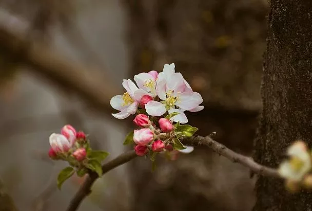 Режьте без пощады: чем опасно осеннее цветение яблони