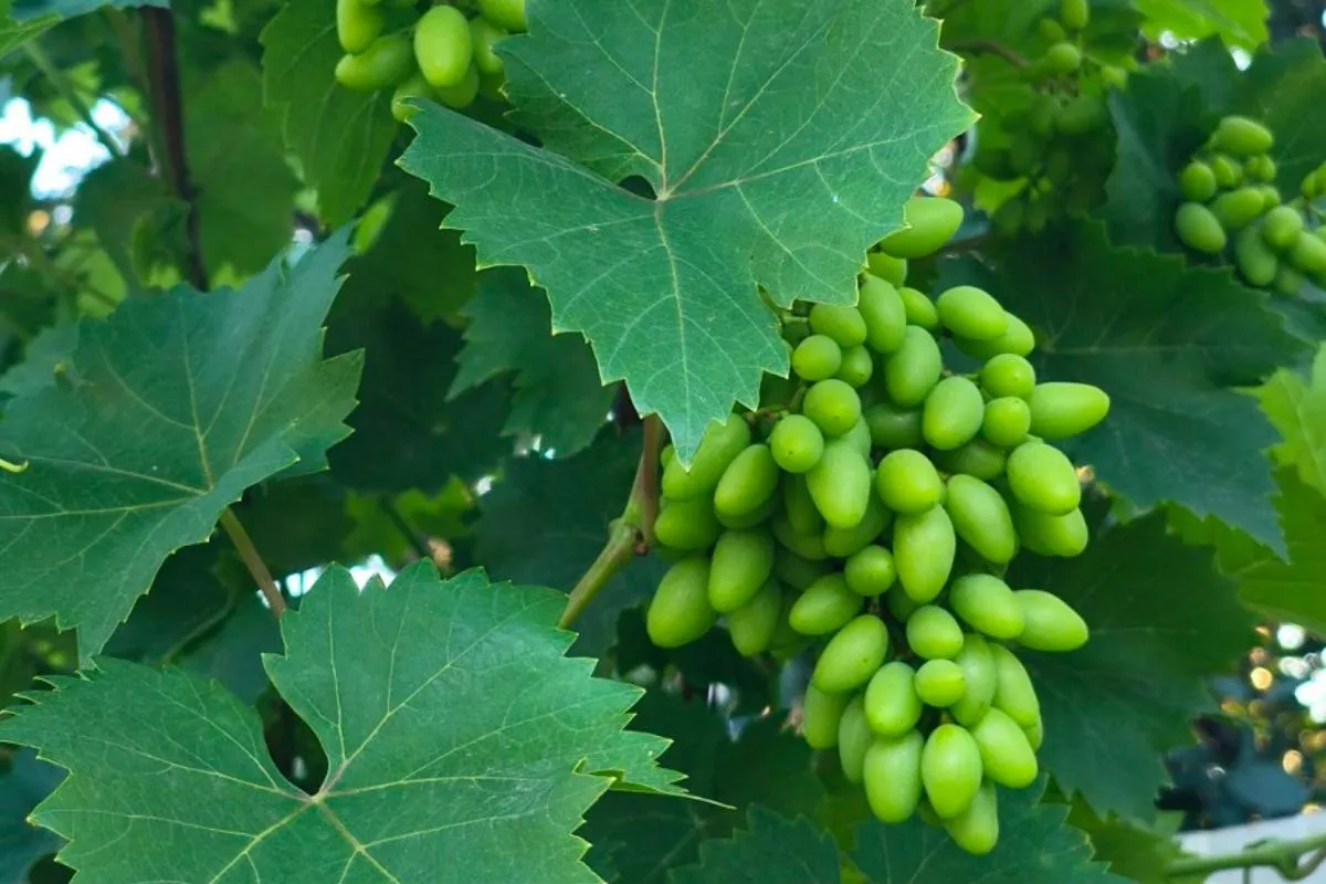 Виноградный чай: готовим «заварку» полезнейшего напитка на всю зиму