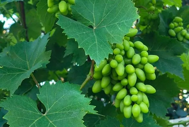 Виноградный чай: готовим «заварку» полезнейшего напитка на всю зиму