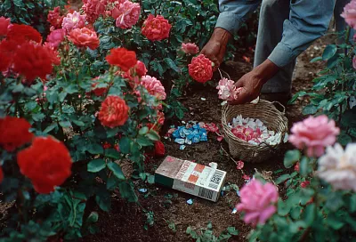 Основные работы в саду в августе: советы от эксперта