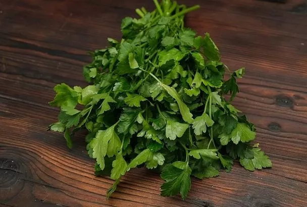 5 простых правил, выполнив которые вы вырастите сочную и пышную петрушку