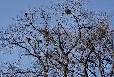 Народные приметы на сегодня – 17 марта, что можно и нельзя делать в день Герасима Грачевника по народному календарю