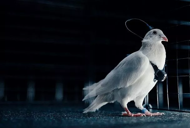 В России создали первых голубей-биодронов с управлением через нейрочипы