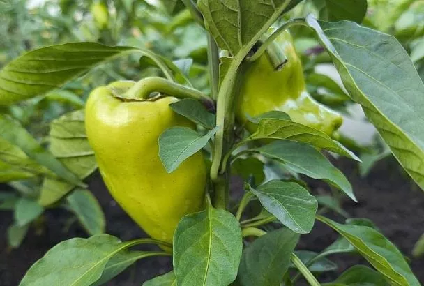 Перегрев ведет к бесплодию: почему в сильную жару перец не дает завязей