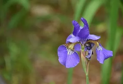 Рекордно пышных бутонов у своих ирисов вы не увидите, если не проведете эти уходовые работы до первых заморозков