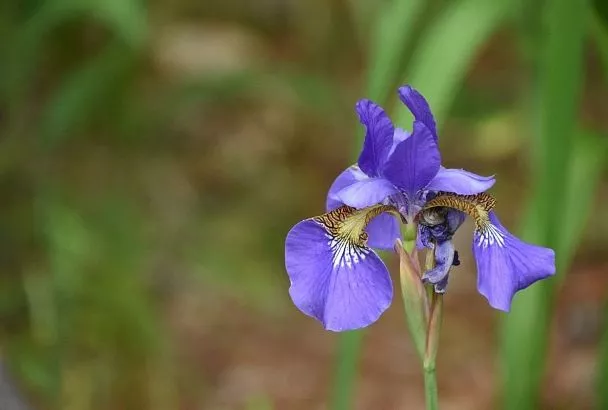 Рекордно пышных бутонов у своих ирисов вы не увидите, если не проведете эти уходовые работы до первых заморозков
