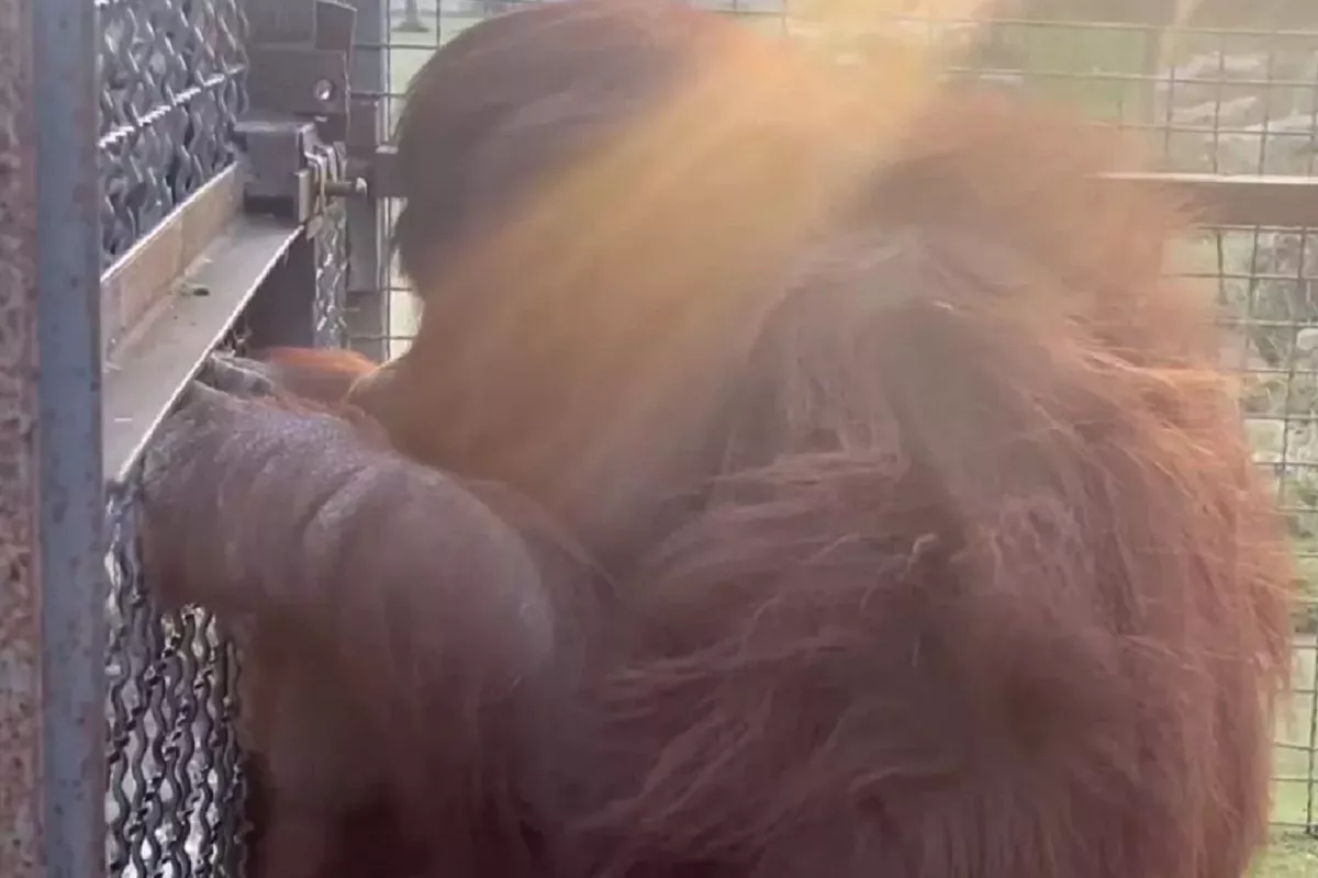 Давшая вейп орангутану кубанская студентка извинилась