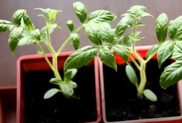 Желтеет рассада помидоров? Спасаем немедленно: 7 причин и способы лечения