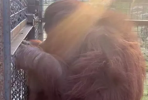 Давшая вейп орангутану кубанская студентка извинилась