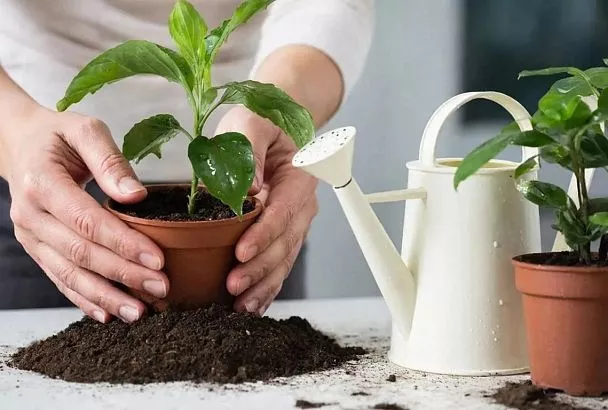 Пересаживаем эти комнатные цветы в феврале - пышный рост и яркое цветение весь год