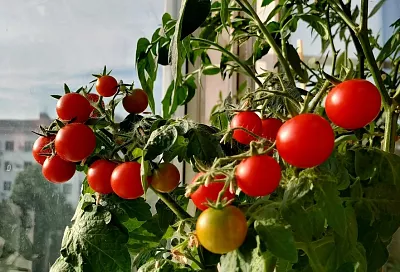 Аптека для «подоконника»: подкормка домашнего огорода без органики и химии