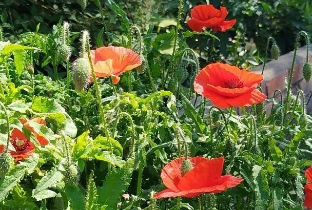 Опасно для жизни животных: эти растения могут отравить домашних питомцев