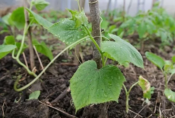 Пчелоопыляемые или самоопыляемые огурцы: как сделать правильный выбор