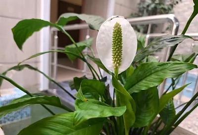 Чего не хватает для полного женского счастья: 5 причин, по которым не цветет спатифиллум