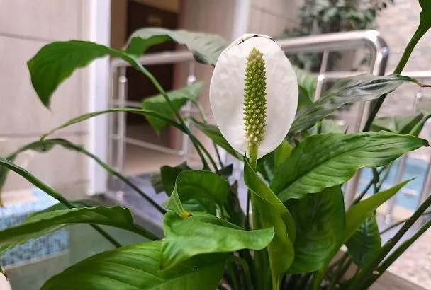 Чего не хватает для полного женского счастья: 5 причин, по которым не цветет спатифиллум