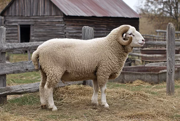 Бараньи яйца: простой способ приготовить деликатес