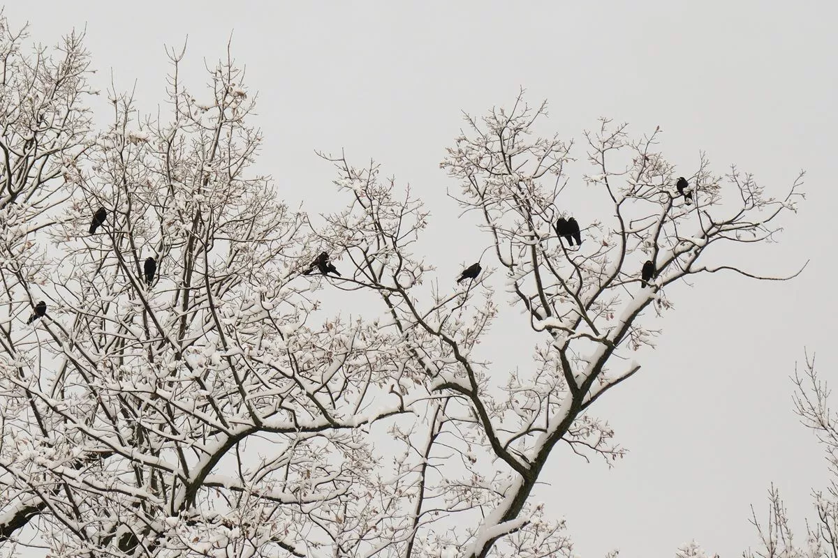 На 12 градусов рухнет температура воздуха в Крыму: похолодание придет осадками и ветром