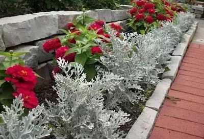 Номер 1 из ТОП растений для идеального бордюра 2025 – Цинерария серебристая: 5 причин посадить её этой весной