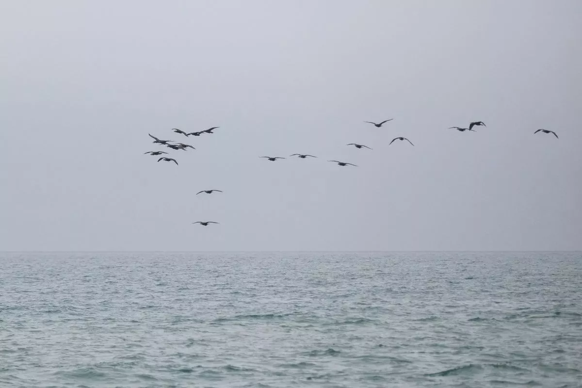 Четыре БПЛА сбили над Черным и Азовским морями