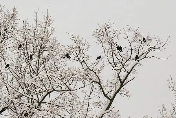 На 12 градусов рухнет температура воздуха в Крыму: похолодание придет с осадками и ветром