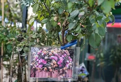 Роза-дерево: несколько сортов на одном стволе – сказка у вас на участке