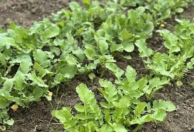 Июльская посадка по правилам: самые частые ошибки, которые мешают получить второй урожай