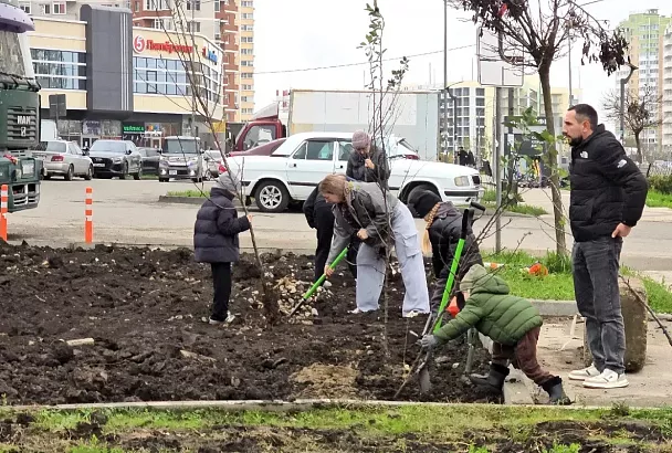 В Краснодаре в районе Николаевского бульвара высадили яблони и установили новый светофор на ул. Автолюбителей