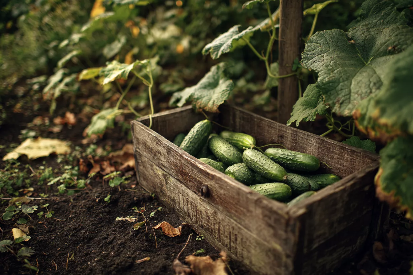 Огурцы до октября: секреты продления урожая от дачницы