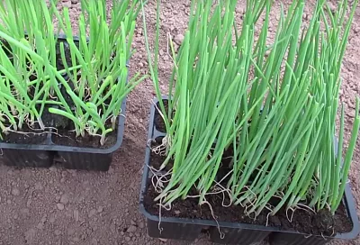 Как вырастить гигантский лук Эксибишн через рассаду: получите крупные, сладкие луковицы весом до 1 кг легко