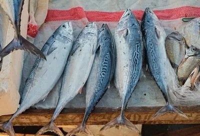 Морская телятина: эта рыба содержит белка больше, чем в говядине